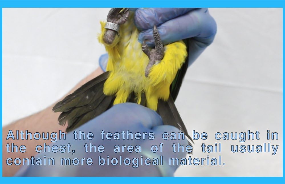Bird Sexing DNA Slim Sample Card. Gender Reveal Test for Parrots, Lovebirds, Cockatoos, African Grey, Silkies‎, Macaw, Cockatiels, Parakeets (+300 Psittacines) Avian Sexing DNA Testing
